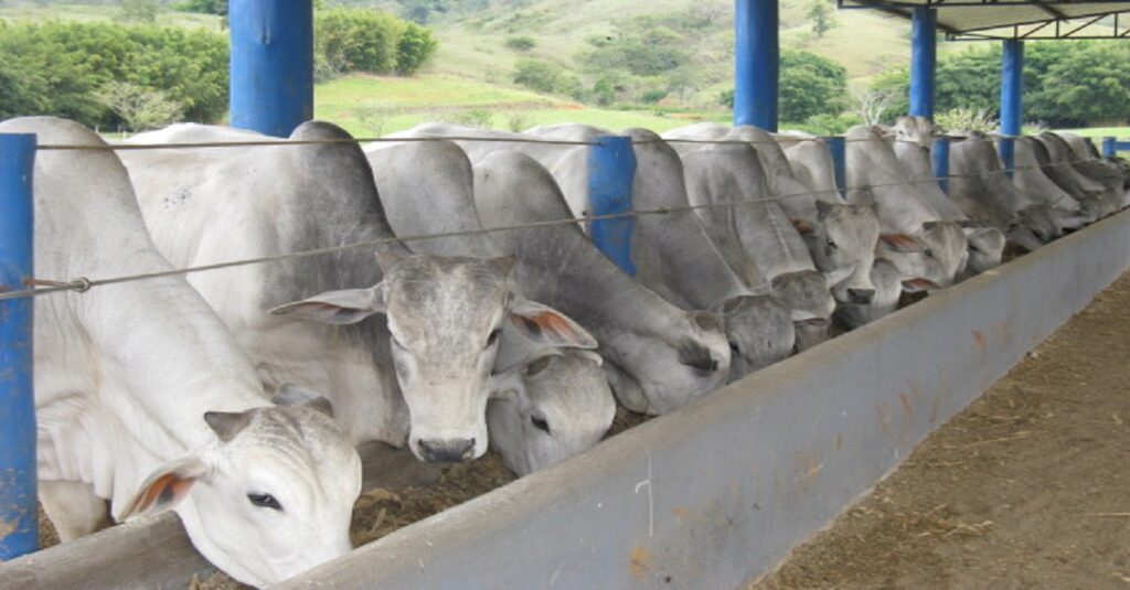 Como Aumentar a Produtividade do Gado com uma Nutrição Balanceada