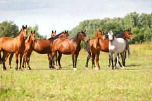 Cuidados essenciais com cavalos: guia para criadores e tutores