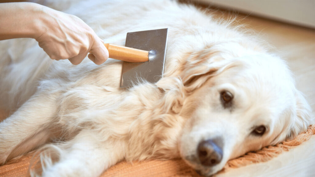 Higiene e Cuidados com o Pelo do Pet: Banhos, Escovação e Produtos Ideais