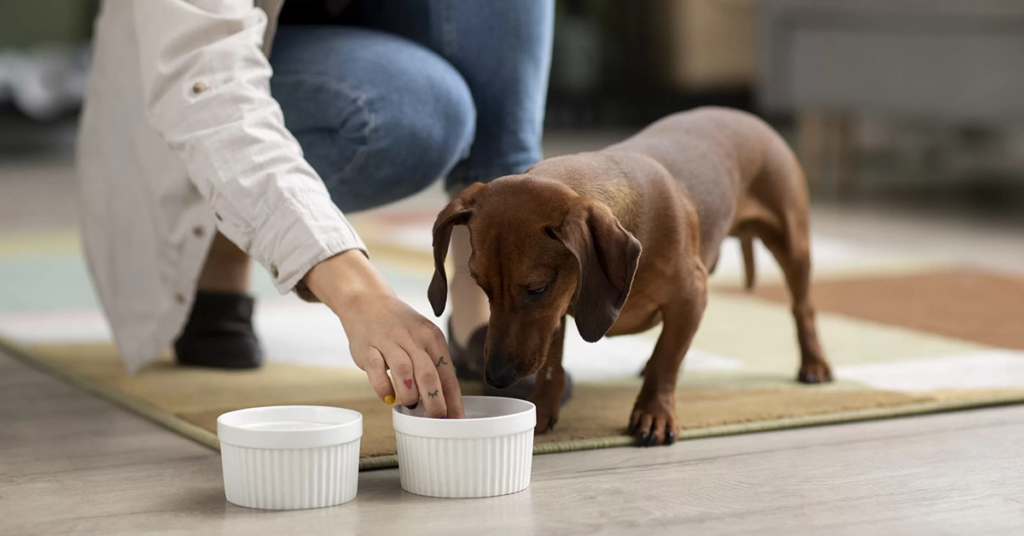 Os Benefícios do Uso de Suplementos Vitamínicos para Pets