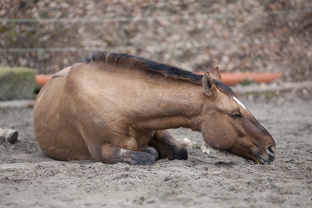 🐴 Cavalo Cansado, Sem Rendimento? Entenda Como a Suplementação Pode Transformar a Saúde do Seu Animal