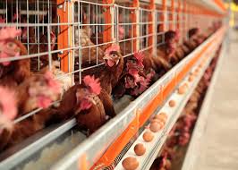 Guia Completo para Criação de Galinhas Poedeiras: Dicas de Manejo, Alimentação e Produção de Ovos